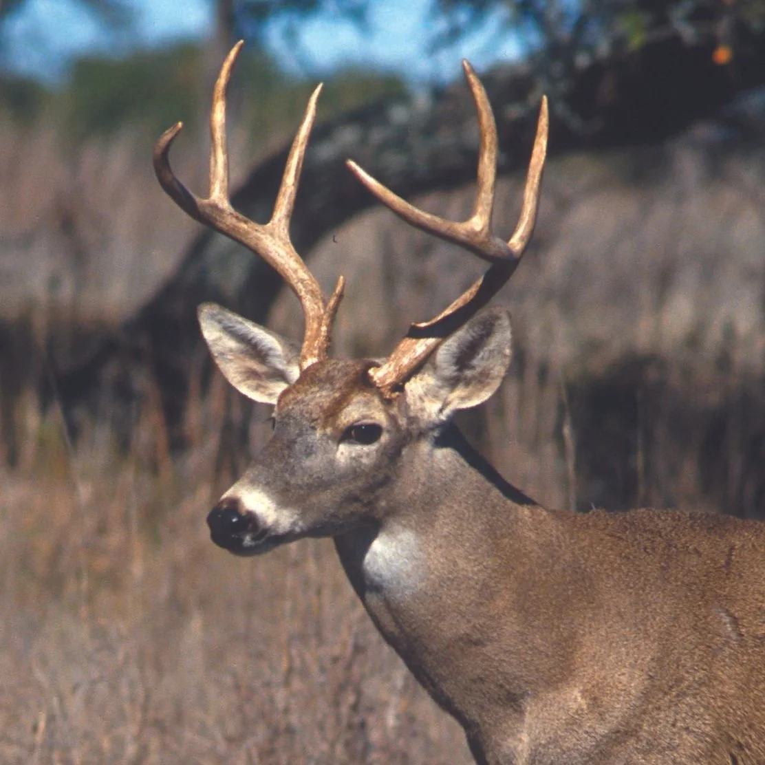 White-Tailed Deer
