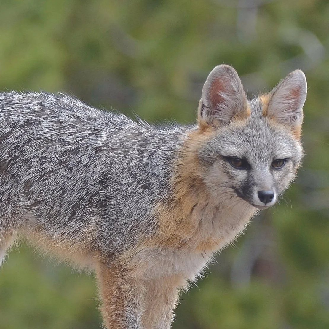 Gray Fox