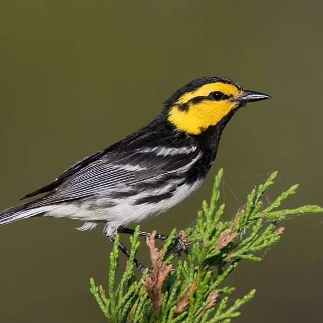 Golden Cheeked Warbler